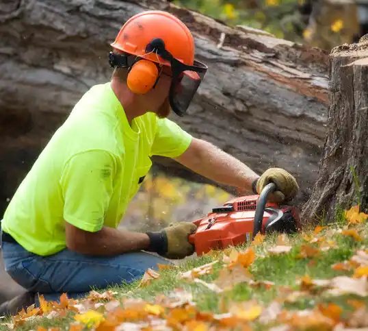 tree services McRoberts